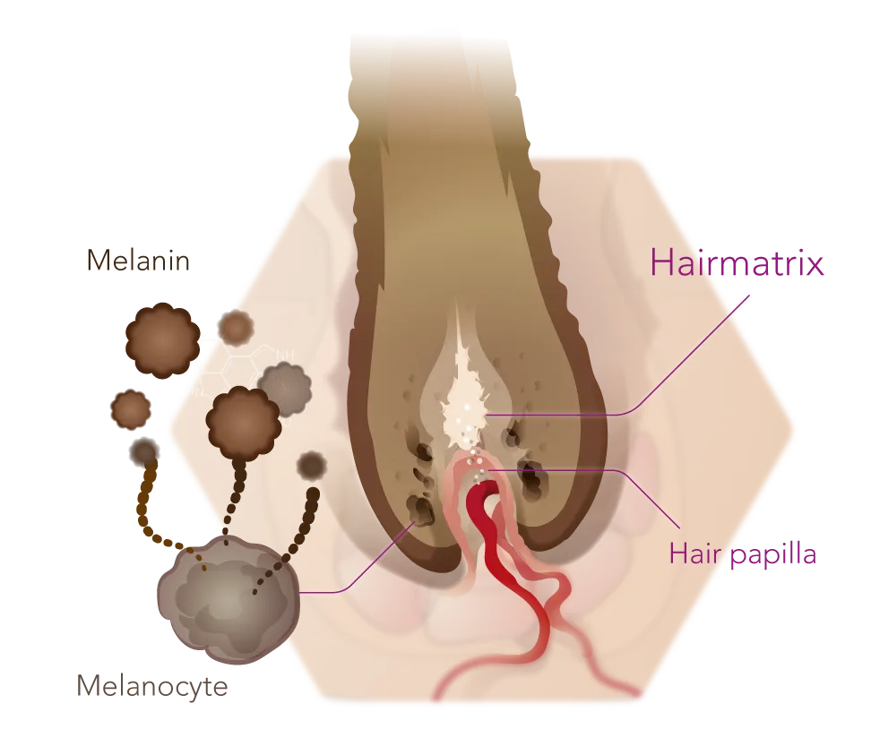 Infographic Hair base